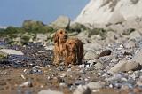 BASSET FAUVE DE BRETAGNE 048